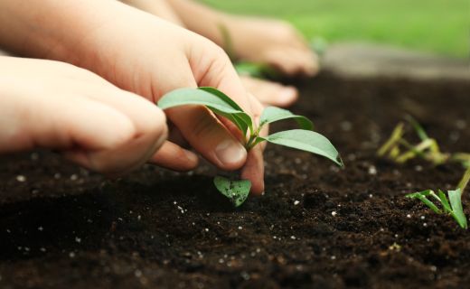 Child Planting in Soil
