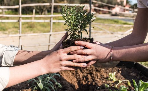 planting together