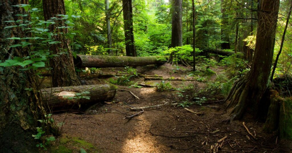 Sunlit forest trail with fallen logs and vibrant green foliage for “Nature Exposure & Mental Health — Why Green Spaces Heal”