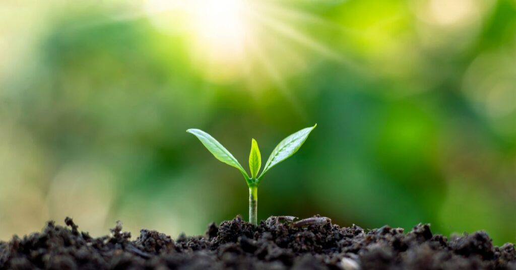 Young green sprout rising from rich soil in morning light for “Walking the Path of Reciprocity with Nature”