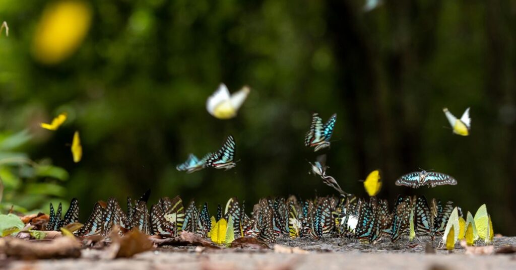 Cluster of butterflies gathering on forest ground for “Why We Gather — Healing Soil, Healing Soul”