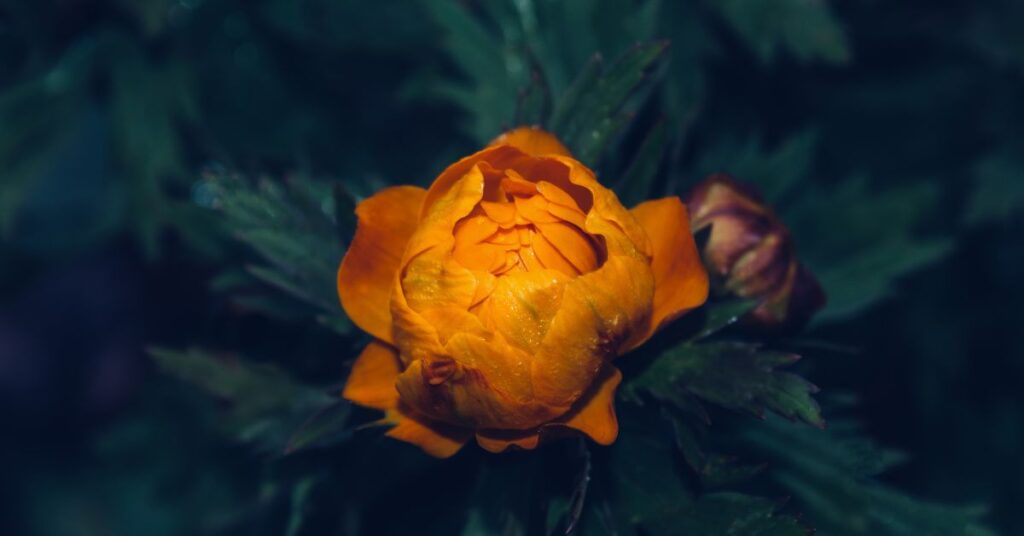 Orange flower blooming against dark green foliage for “Gratitude as Relationship”