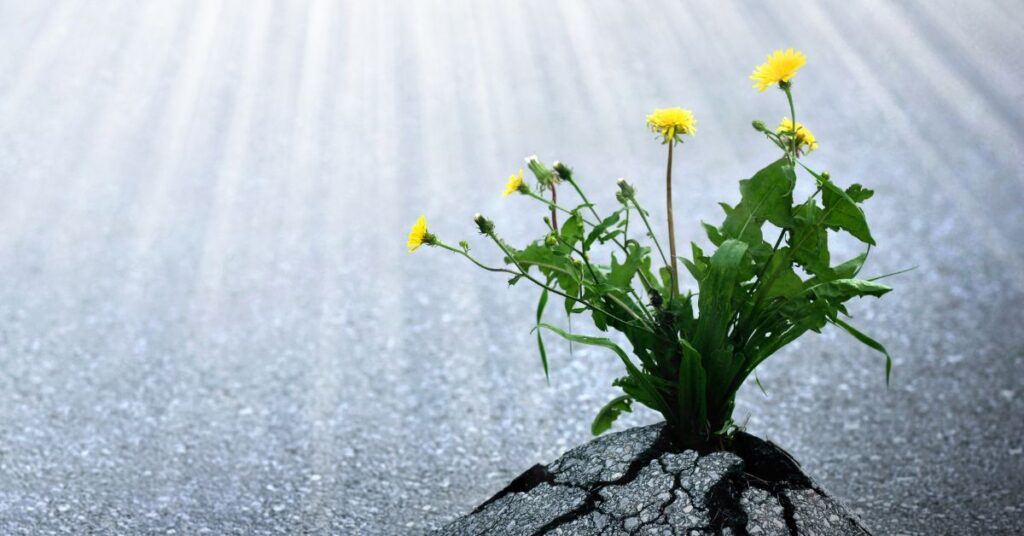 Yellow dandelion growing through cracked pavement for “Hope as a Practice”