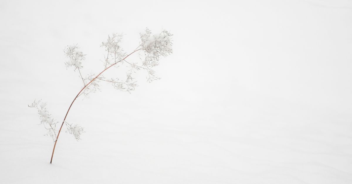 Delicate dried plant resting on fresh snow for “The Season of Enough”