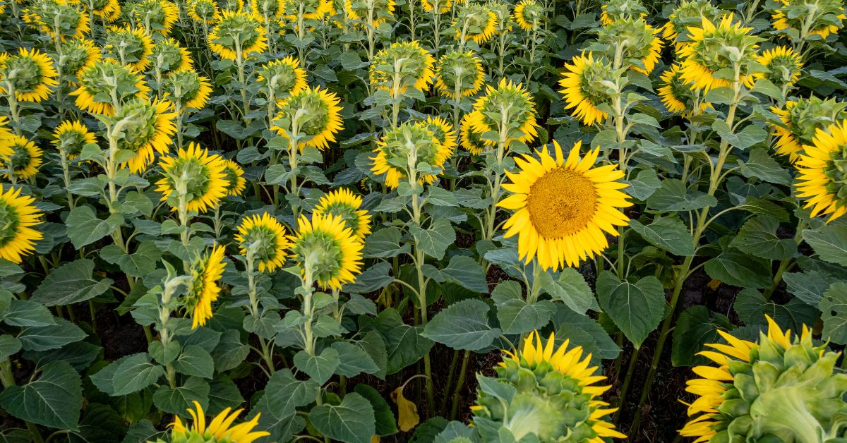 Field of sunflowers turning toward the sun for “Turning Toward the New Sun”