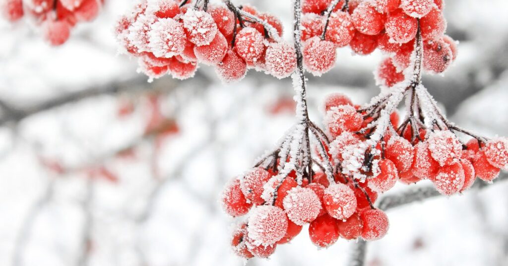 Clusters of red berries covered in frost on bare branches, illustrating belonging, resilience, and life held through winter.