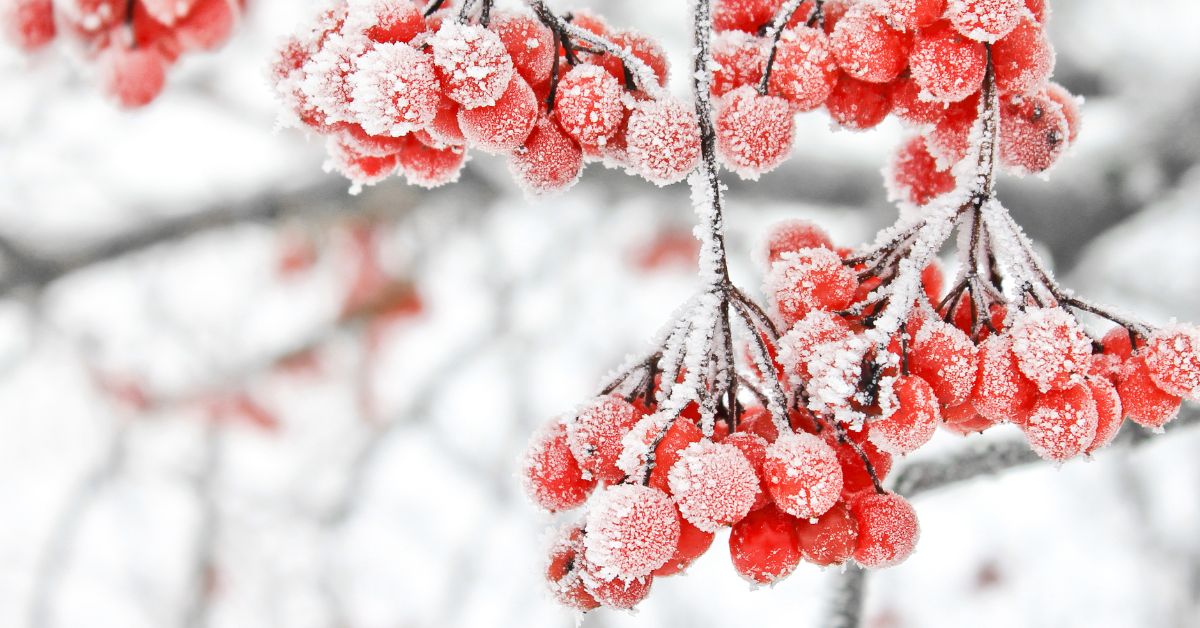 Clusters of red berries covered in frost on bare branches, illustrating belonging, resilience, and life held through winter.