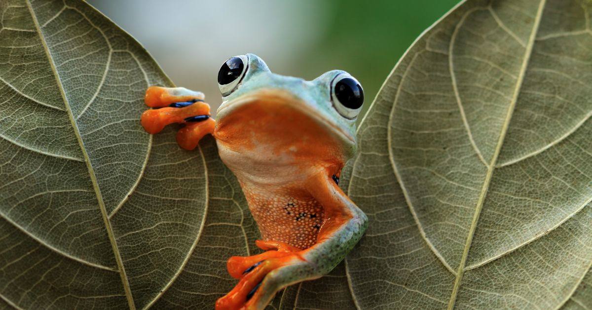 A small frog perched between two leaves, representing attentiveness, subtle perception, and readiness to respond.