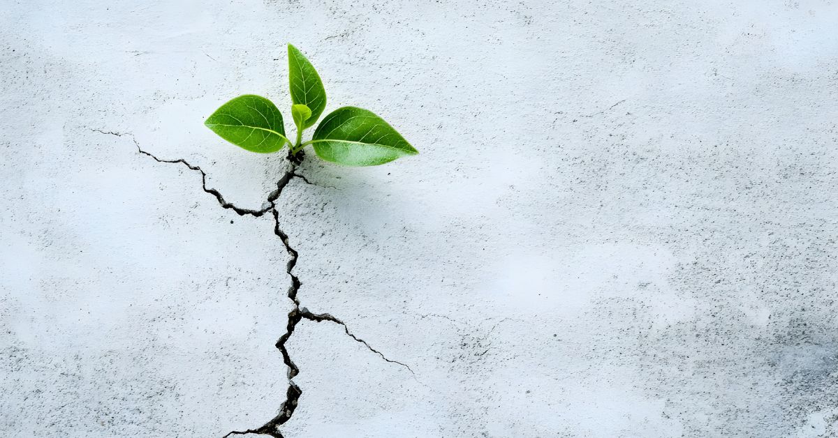 young green plant growing through cracked ground showing resilience and new life