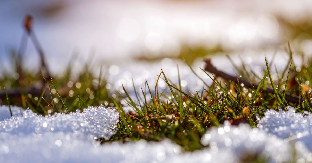 Melting snow revealing green grass during early spring thaw